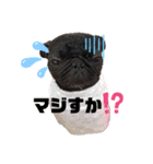 黒パグの寅音さん♡（個別スタンプ：7）