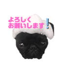 黒パグの寅音さん♡（個別スタンプ：15）