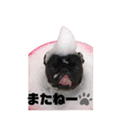 黒パグの寅音さん♡（個別スタンプ：16）