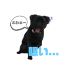 黒パグの寅音さん♡（個別スタンプ：21）