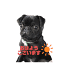 黒パグの寅音さん♡（個別スタンプ：23）