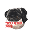 黒パグの寅音さん♡（個別スタンプ：24）