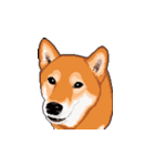 柴犬 フェイス（個別スタンプ：1）