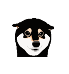 柴犬 フェイス（個別スタンプ：4）
