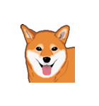 柴犬 フェイス（個別スタンプ：5）