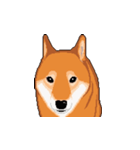 柴犬 フェイス（個別スタンプ：6）