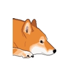 柴犬 フェイス（個別スタンプ：7）