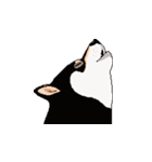 柴犬 フェイス（個別スタンプ：8）