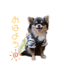 チワワのうに（個別スタンプ：1）