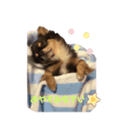 チワワのうに（個別スタンプ：2）