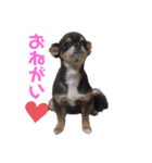 チワワのうに（個別スタンプ：3）