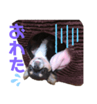 チワワのうに（個別スタンプ：5）