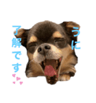 チワワのうに（個別スタンプ：7）