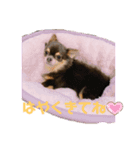 チワワのうに（個別スタンプ：9）