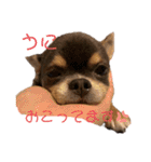 チワワのうに（個別スタンプ：10）