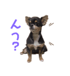 チワワのうに（個別スタンプ：13）
