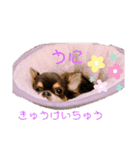 チワワのうに（個別スタンプ：14）
