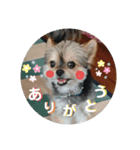 麗音日和（個別スタンプ：6）