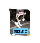 dogスタンプ(U＾ω＾)(U＾ω＾)（個別スタンプ：1）