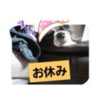dogスタンプ(U＾ω＾)(U＾ω＾)（個別スタンプ：2）