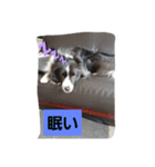 dogスタンプ(U＾ω＾)(U＾ω＾)（個別スタンプ：4）
