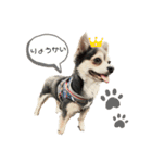 アルシリーズ（個別スタンプ：1）