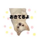 あもる♡1（個別スタンプ：12）