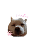 赤い首輪の小梅ちゃん〜完全版〜（個別スタンプ：11）