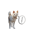 赤い首輪の小梅ちゃん〜完全版〜（個別スタンプ：31）