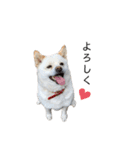 赤い首輪の小梅ちゃん〜完全版〜（個別スタンプ：36）