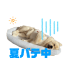 ペキシバ(むぅ)（個別スタンプ：1）