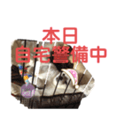 ペキシバ(むぅ)（個別スタンプ：5）