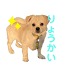 ペキシバ(むぅ)（個別スタンプ：9）