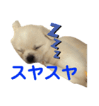 ペキシバ(むぅ)（個別スタンプ：11）