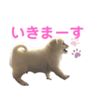 ペキシバ(むぅ)（個別スタンプ：12）