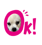 ペキシバ(むぅ)（個別スタンプ：13）