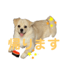 ペキシバ(むぅ)（個別スタンプ：16）