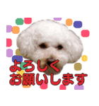 お友達の挨拶スタンプ（個別スタンプ：5）