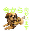 シーズー祭り4（個別スタンプ：3）