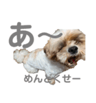 シーズー祭り4（個別スタンプ：4）