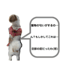 シーズー祭り4（個別スタンプ：6）