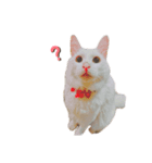はにしゅがめる（個別スタンプ：5）
