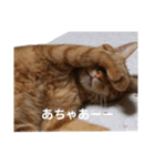はにしゅがめる（個別スタンプ：8）