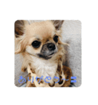 大好き♡愛犬スタンプ（個別スタンプ：3）