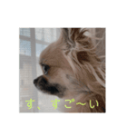 大好き♡愛犬スタンプ（個別スタンプ：4）
