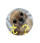 大好き♡愛犬スタンプ（個別スタンプ：5）