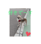 大好き♡愛犬スタンプ（個別スタンプ：6）