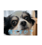 大好き♡愛犬スタンプ（個別スタンプ：7）