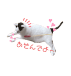 星野家の猫たち2（個別スタンプ：2）
