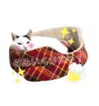 星野家の猫たち2（個別スタンプ：3）